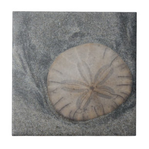 Sand-Dollar-Keramik Fliese