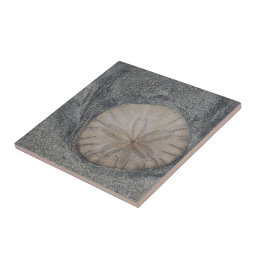 Sand-Dollar-Keramik Fliese (Seite)