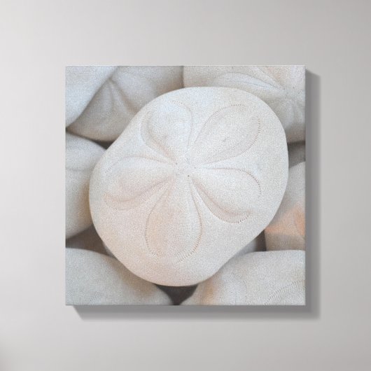 Sand Dollar Leinwand Art (Vorderseite)