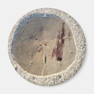 Sand Dollar Magnet