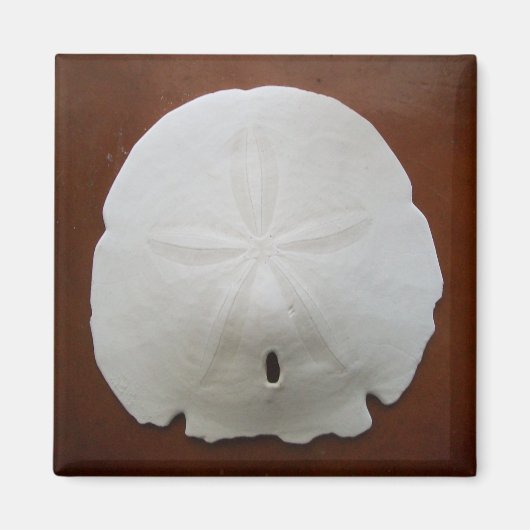 Sand Dollar Magnet (Vorne)
