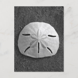 Sand Dollar Muschel Beach Postcard (B&W Foto) Postkarte