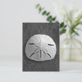 Sand Dollar Muschel Beach Postcard (B&W Foto) Postkarte (Stehend Vorderseite)