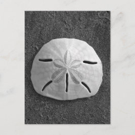 Sand Dollar Muschel Beach Postcard (B&W Foto) Postkarte