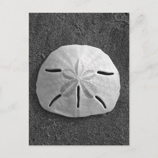 Sand Dollar Muschel Beach Postcard (B&W Foto) Postkarte (Vorderseite)