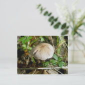 Sand Dollar Mushroom Postcard Postkarte (Stehend Vorderseite)