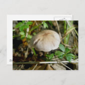 Sand Dollar Mushroom Postcard Postkarte (Vorne/Hinten)