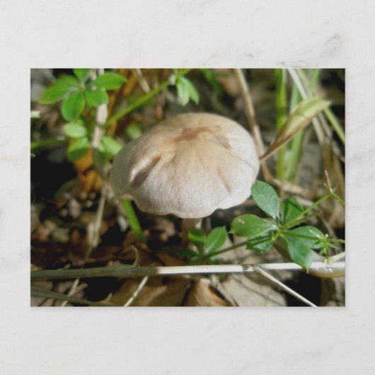 Sand Dollar Mushroom Postcard Postkarte (Vorderseite)
