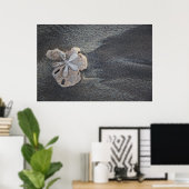Sand-Dollar Poster (Heimbüro)