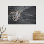Sand-Dollar Poster (Küche)