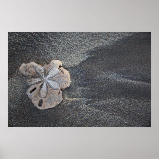 Sand-Dollar Poster (Vorne)