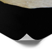 Sand Dollar Poster (Ecke)