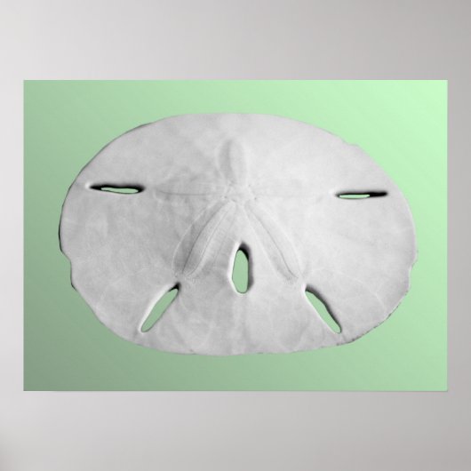 Sand Dollar Poster (Vorne)
