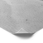 Sand Dollar Poster (Ecke)