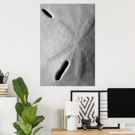 Sand Dollar Poster (Heimbüro)