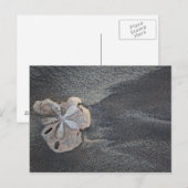 Sand-Dollar Postkarte (Vorne/Hinten)