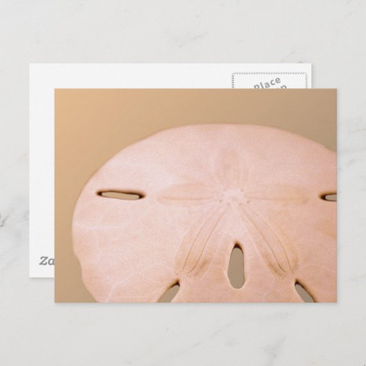 Sand-Dollar Postkarte (Vorne/Hinten)