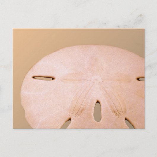 Sand-Dollar Postkarte (Vorderseite)