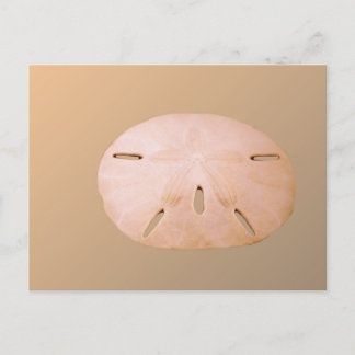 Sand Dollar Postkarte
