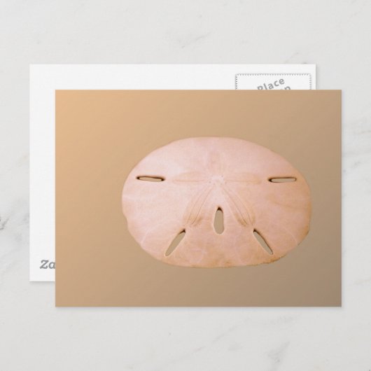 Sand Dollar Postkarte (Vorne/Hinten)