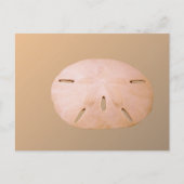 Sand Dollar Postkarte (Vorderseite)