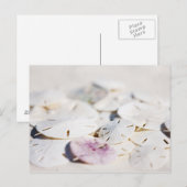 Sand Dollar Postkarte (Vorne/Hinten)