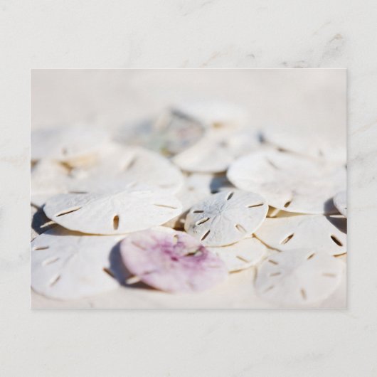 Sand Dollar Postkarte (Vorderseite)