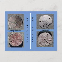 Sand-Dollar-Postkarte Postkarte