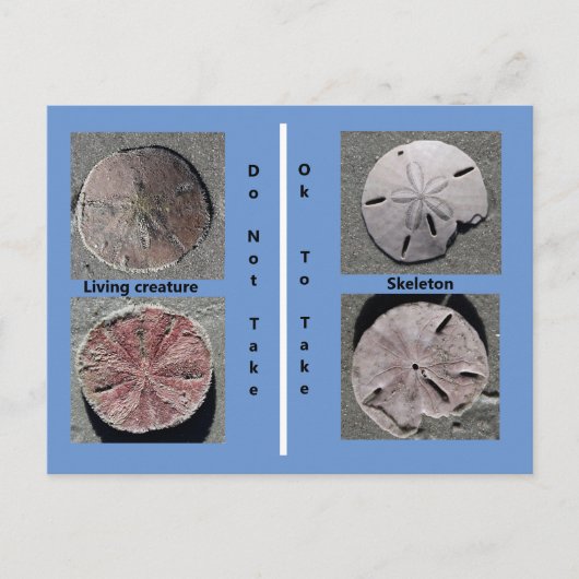 Sand-Dollar-Postkarte Postkarte (Vorderseite)