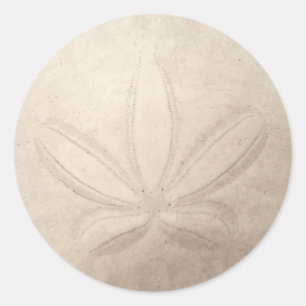 Sand Dollar Round Sticker