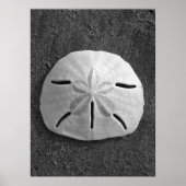 Sand Dollar (schwarz und weiß) Poster (Vorne)
