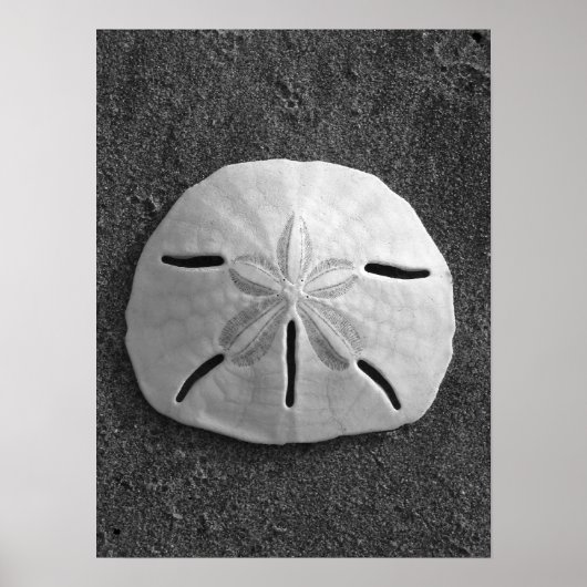 Sand Dollar (schwarz und weiß) Poster (Vorne)