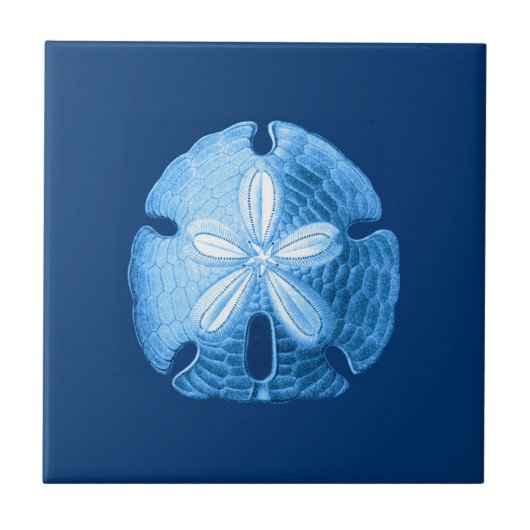 Sand Dollar Sea Life Print, Indigoblau und Weiß Fliese (Vorderseite)