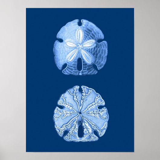 Sand Dollar Sea Life Print, Indigoblau und Weiß Poster (Vorne)