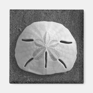 Sand Dollar Sea Muschel Beach Magnet