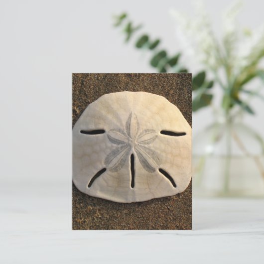 Sand Dollar Seashell Beach Postkarten (Stehend Vorderseite)
