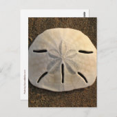 Sand Dollar Seashell Beach Postkarten (Vorne/Hinten)