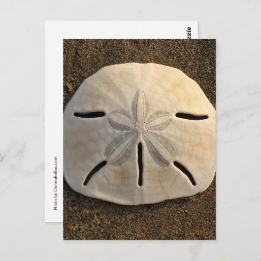 Sand Dollar Seashell Beach Postkarten (Vorne/Hinten)