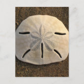 Sand Dollar Seashell Beach Postkarten (Vorderseite)