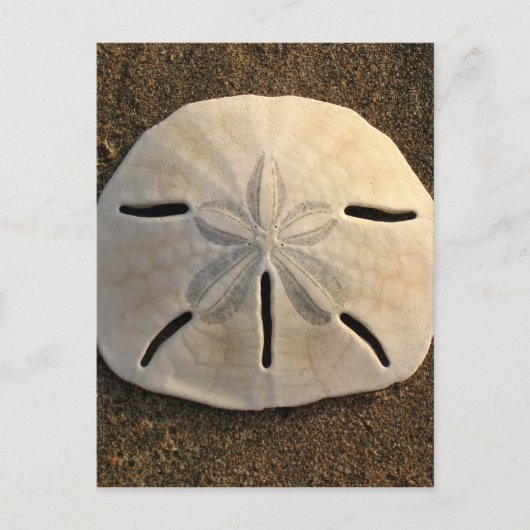Sand Dollar Seashell Beach Postkarten (Vorderseite)