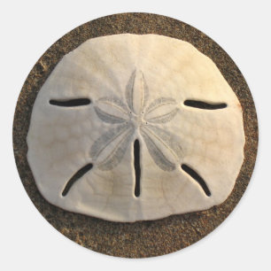 Sand Dollar Seashell Decal Custom Stickers