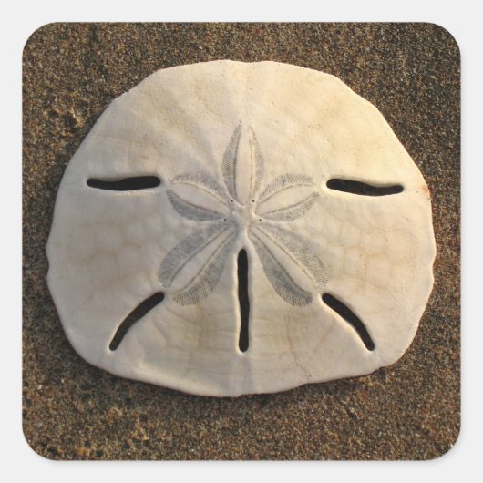 Sand Dollar Seashell Sticker Custom Decals (Vorderseite)