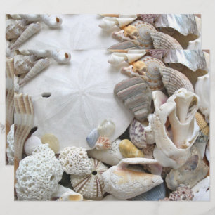 Sand Dollar Seashells Blank Scrapbook Paper