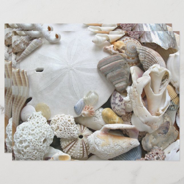 Sand Dollar Seashells Blank Scrapbook Paper (Vorne/Hinten)
