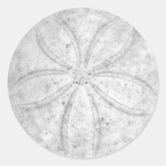 Sand Dollar Sticker (Vorderseite)
