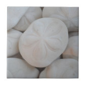 Sand Dollar Tile Fliese (Vorderseite)