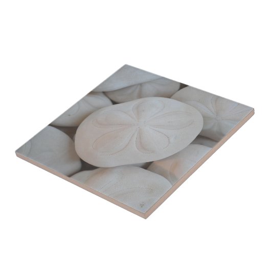 Sand Dollar Tile Fliese (Seite)
