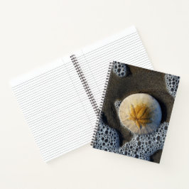 Sand Dollar und Surf Beach Foto 8x11 Notebook Notizblock