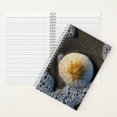 Sand Dollar und Surf Beach Foto 8x5 Notebook Notizblock (Innen)