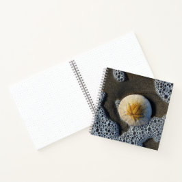 Sand Dollar und Surf Beach Foto 8x8 Notebook Notizblock